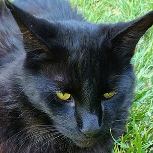 Meet your Posher, Robin